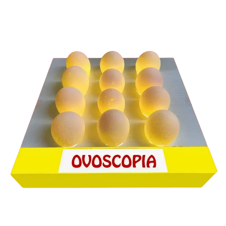 Caixa de ovoscopia iluminada por baixo, revelando o interior de doze ovos durante a inspeção de qualidade